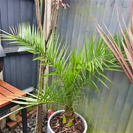 king palm tree for sale