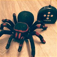tarantula live for sale
