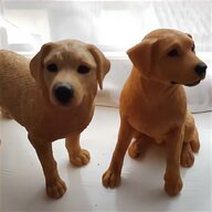 labrador puppies golden for sale
