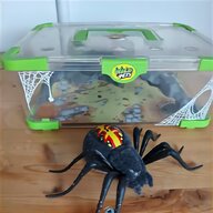 live spiders for sale