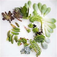 succulent seeds for sale