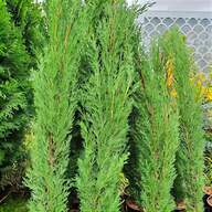 conifers for sale