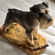 large schnauzer for sale