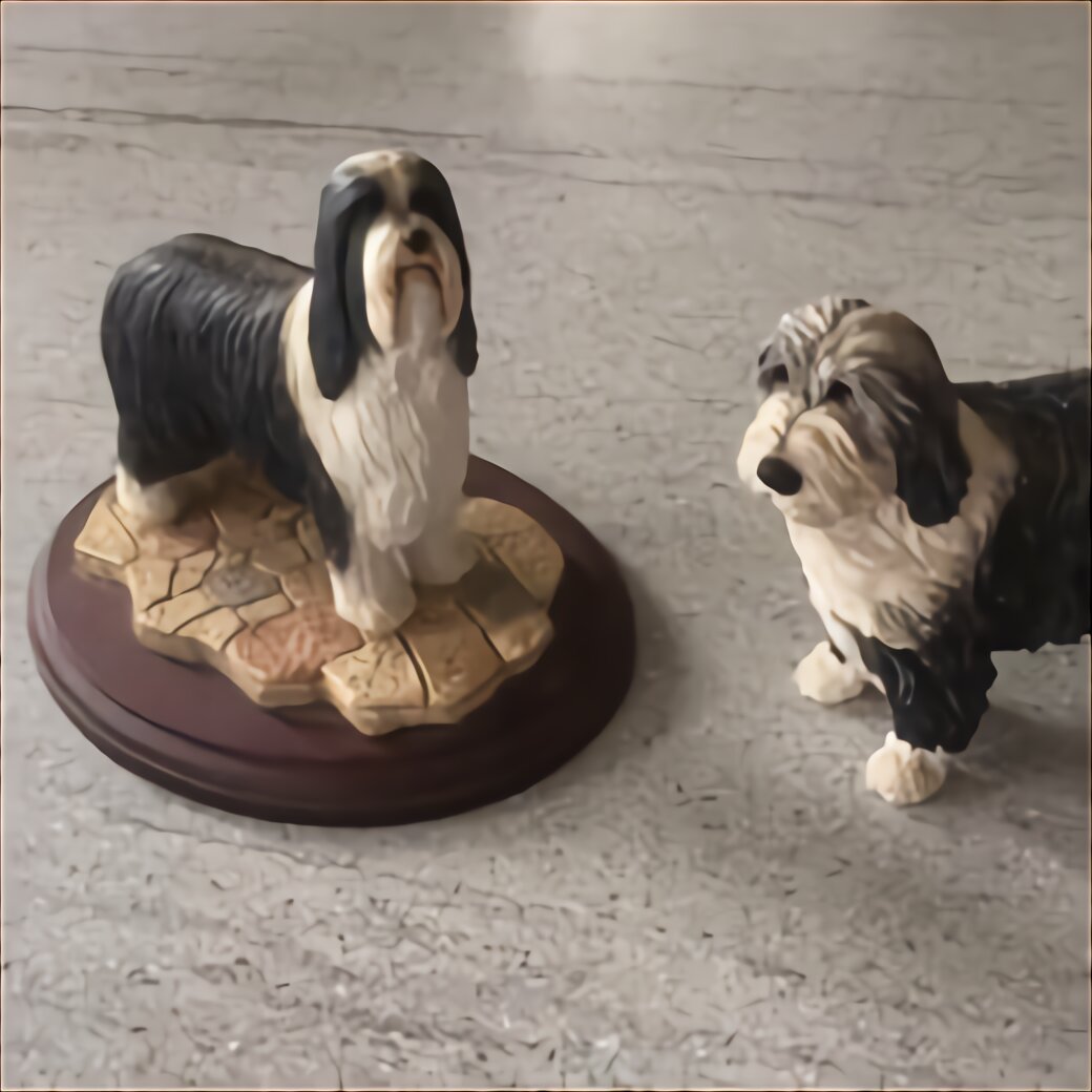 Bearded Collie for sale in UK | 27 used Bearded Collies