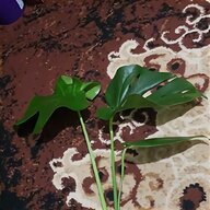plant cuttings for sale