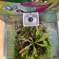 venus fly trap for sale