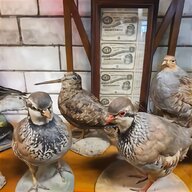 pigeon shooting decoys for sale