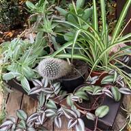 euphorbia plants for sale