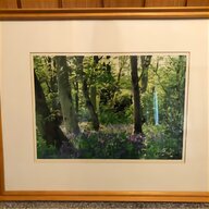 bluebell wood for sale