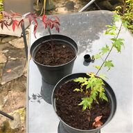 maple tree for sale