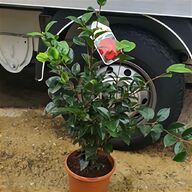 camellia sinensis plant for sale