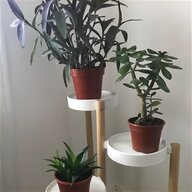 friendship plant for sale