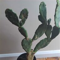 prickly pear cactus for sale