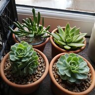rare plants for sale