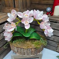 cymbidium orchid for sale