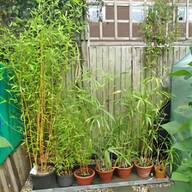 golden bamboo for sale