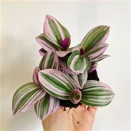 office plants for sale