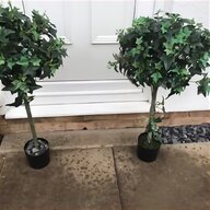 topiary tree for sale