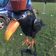 raven bird for sale