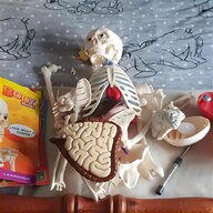 anatomical skeletons for sale