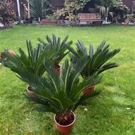 large palm tree for sale
