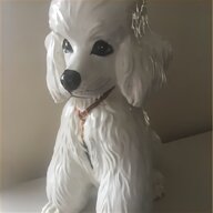 white poodle for sale