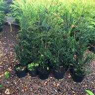 yew tree for sale