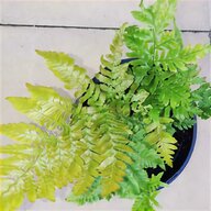 indoor fern for sale