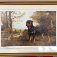 american rottweiler for sale