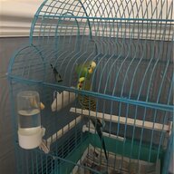 live budgies for sale