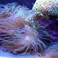 bubble tip anemone for sale
