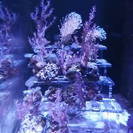 coral frags for sale