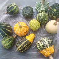 decorative gourds for sale