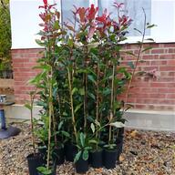 photinia red robin for sale