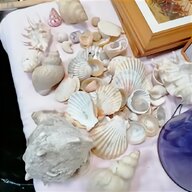 subaru shells for sale