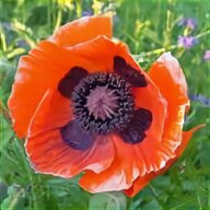 poppy seeds for sale