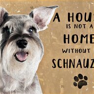 schnauzer puppies for sale