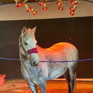 horse solarium for sale