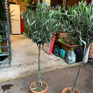 juniper tree for sale