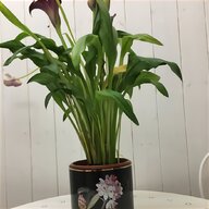 calla lily for sale