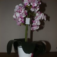 phalaenopsis orchid for sale