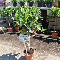 bay tree for sale
