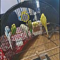 conure bird cages for sale