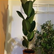 large bonsai for sale
