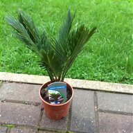 palms tree plants for sale