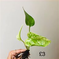 exotic plants for sale