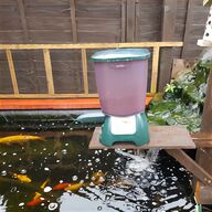 free pond fish for sale