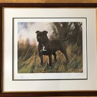 staffordshire bull terrier for sale