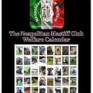 neapolitan mastiff for sale
