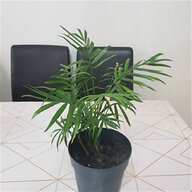 indoor plants for sale